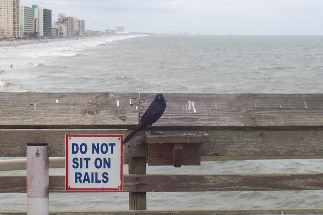 Cheeky bird breaking the rules on the pier